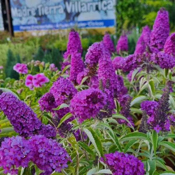 Buddleja 1
