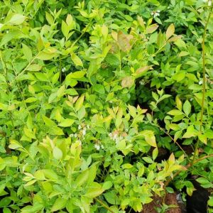 Plantas de Arándanos 2
