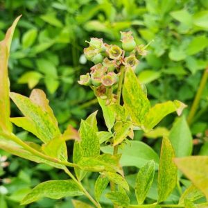 Plantas de Arándanos 3