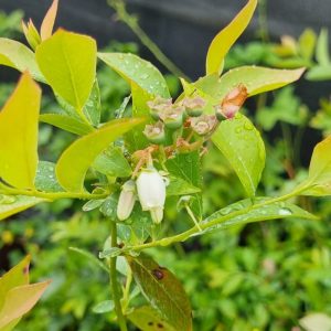 Plantas de Arándanos 4